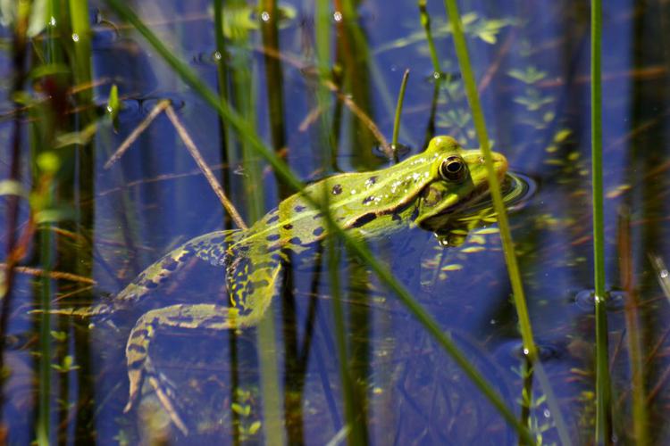 Grenouille verte (Pelophylax kl. esculentus) © Mélanie Massias