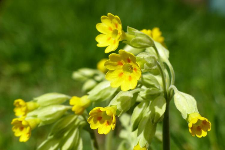 Primevère officinale (Primula veris) © Morvan Debroize