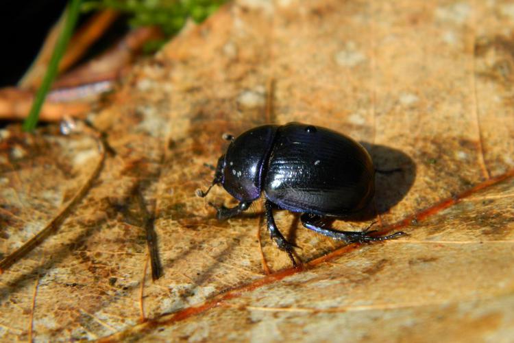 Géotrupe des bois (Anoplotrupes stercorosus) © Morvan Debroize