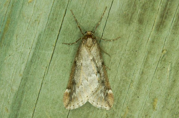 Phalène du Marronnier (Alsophila aescularia) © Bertrand Debroize