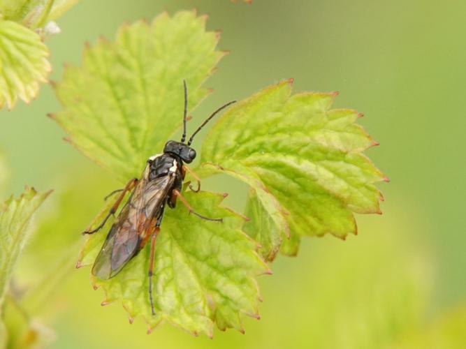 Aglaostigma aucupariae © Sylvain Montagner