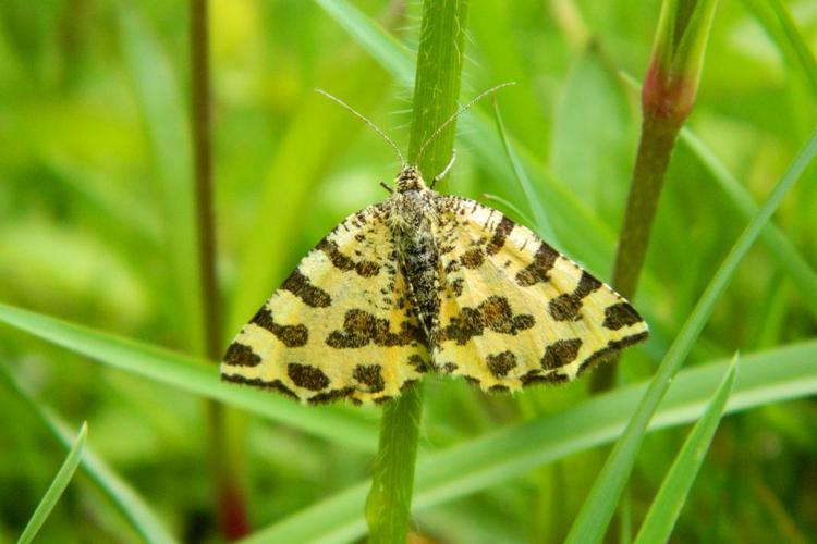 La Panthère (Pseudopanthera macularia) © Morvan Debroize