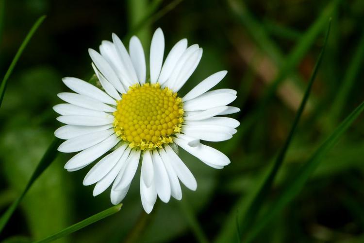 Pâquerette vivace (Bellis perennis) © Morvan Debroize