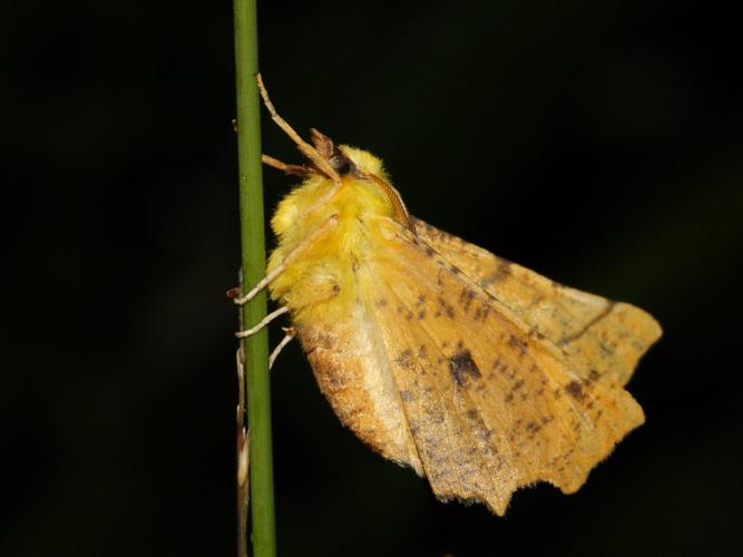 Ennomos du Tilleul (Ennomos alniaria) © Sylvain Montagner