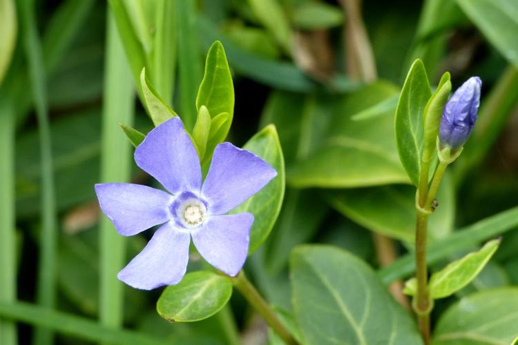 Petite pervenche (Vinca minor) © Morvan Debroize