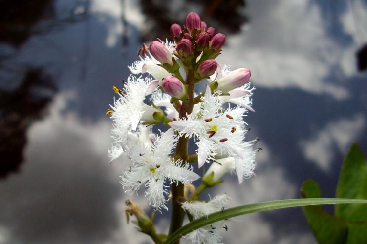 Trèfle deau (Menyanthes trifoliata) © Morvan Debroize