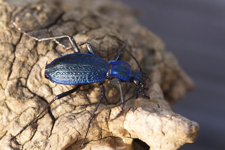 Carabus intricatus © Sylvain Montagner