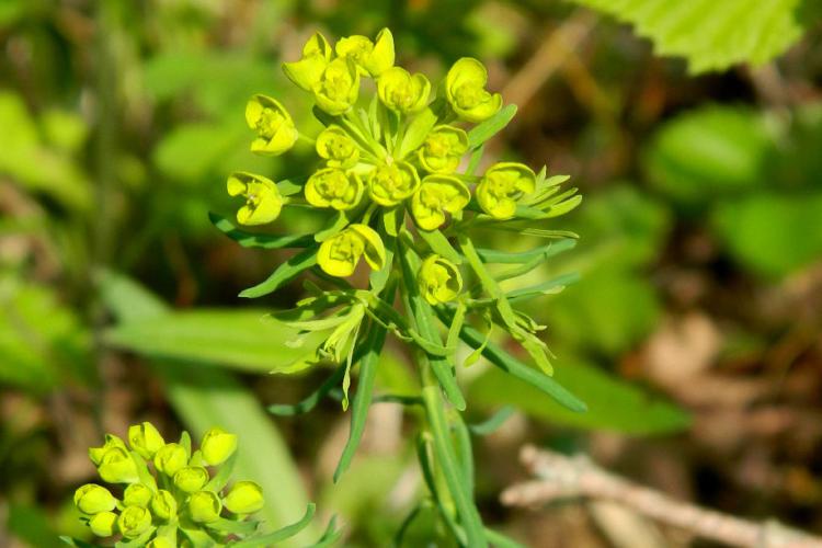 Euphorbe petit cyprès (Euphorbia cyparissias) © Morvan Debroize