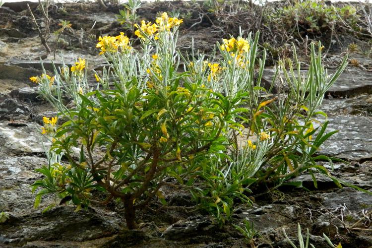 Giroflée des murailles (Erysimum cheiri) © Morvan Debroize