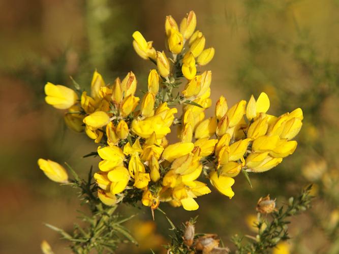 Ajonc d'Europe (Ulex europaeus) © Sylvain Montagner