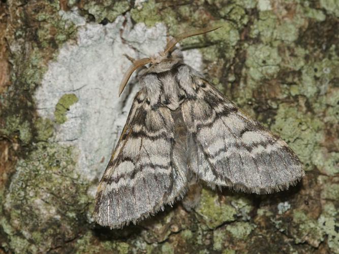 Demi-Lune noire (Drymonia ruficornis) © Sylvain Montagner