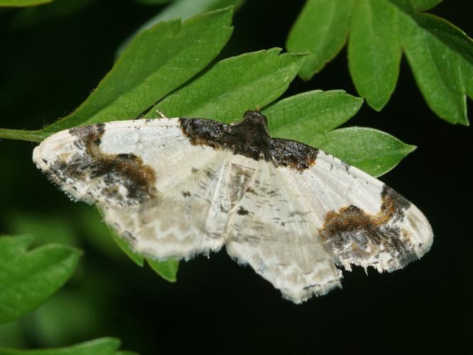 Phalène du Fusain (Ligdia adustata) © Sylvain Montagner