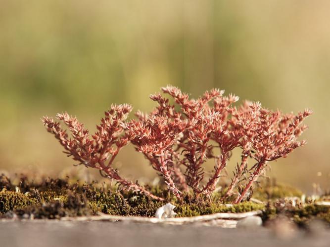 Orpin rougeâtre (Sedum rubens) © Sylvain Montagner