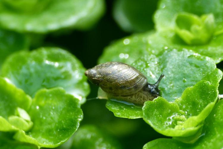 Ambrette amphibie (Succinea putris) © Morvan Debroize