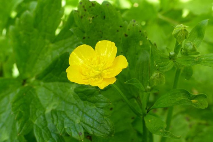 Renoncule rampante (Ranunculus repens) © Morvan Debroize