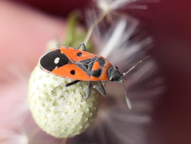 Melanocoryphus albomaculatus © Sylvain Montagner