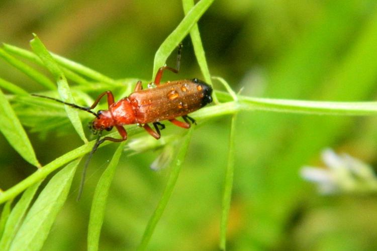 Téléphore fauve (Rhagonycha fulva) © Morvan Debroize