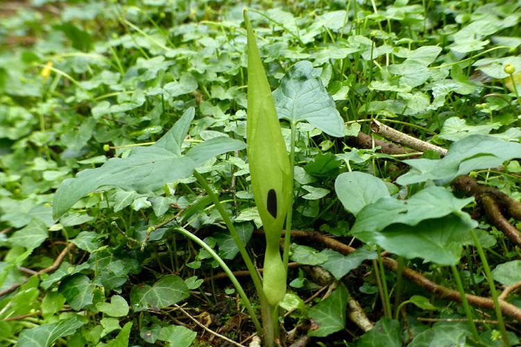 Gouet tâcheté (Arum maculatum) © Morvan Debroize