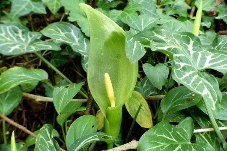 Gouet d'Italie (Arum italicum), fleur © Morvan Debroize