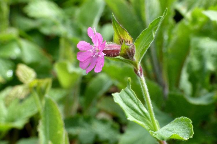 Compagnon rouge (Silene dioica) © Morvan Debroize