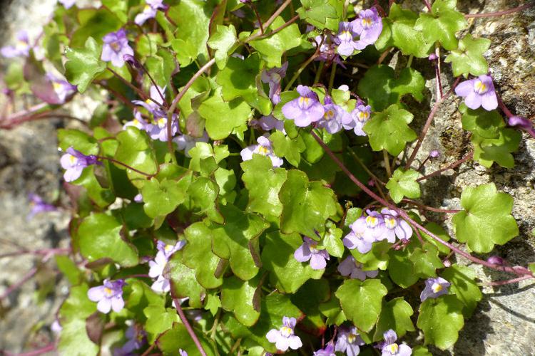 Cymbalaire des murailles (Cymbalaria muralis) © Morvan Debroize