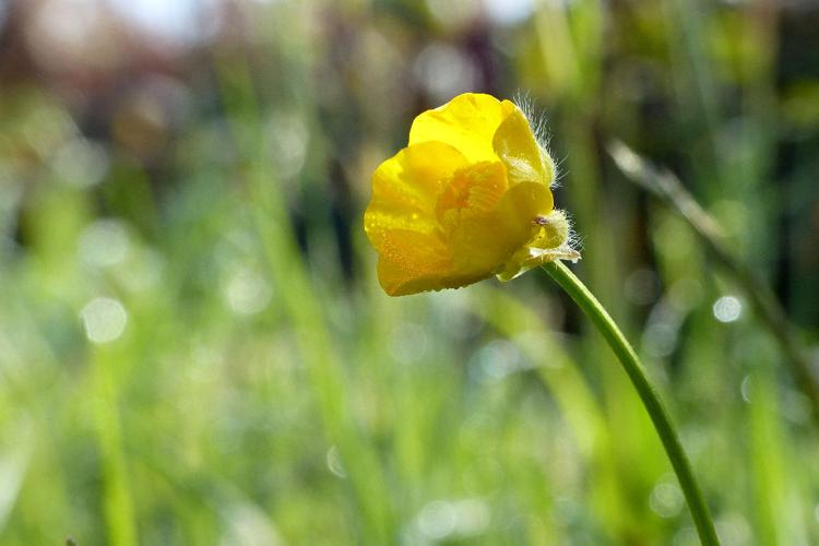 Renoncule âcre (Ranunculus acris) © Morvan Debroize