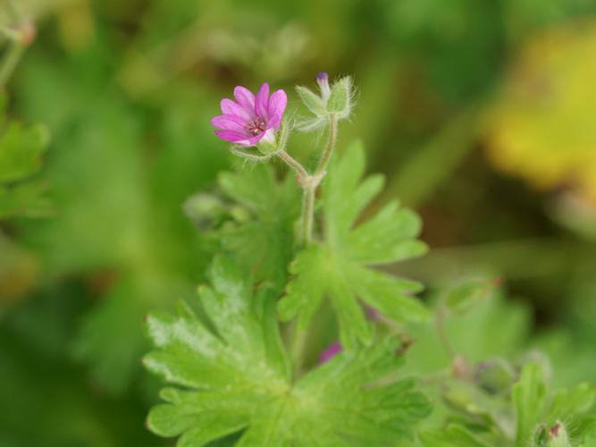 Géranium à feuilles molles (Geranium molle) © Sylvain Montagner