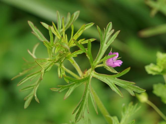 Géranium à feuilles découpées (Geranium dissectum) © Sylvain Montagner