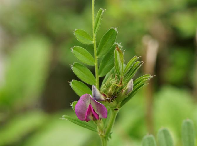 Vesce cultivée (Vicia sativa) © Sylvain Montagner