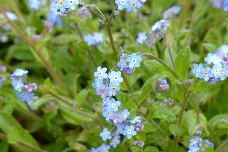 Myosotis des champs (Myosotis arvensis) © Morvan Debroize