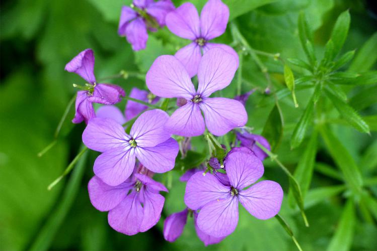 Monnaie-du-pape (Lunaria annua) © Morvan Debroize