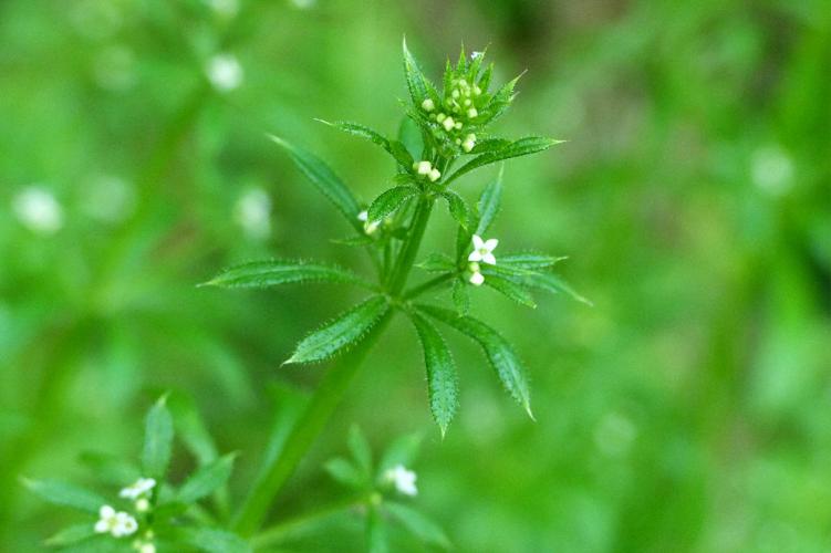 Gaillet gratteron (Galium aparine) © Morvan Debroize