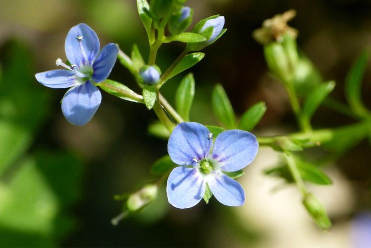 Véronique beccabunga (Veronica beccabunga), fleurs © Morvan Debroize