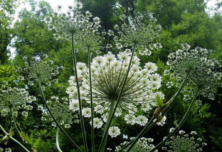 Berce du Caucase (Heracleum mantegazzianum) © Morvan Debroize