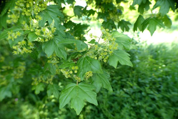 Érable champêtre (Acer campestre) © Morvan Debroize