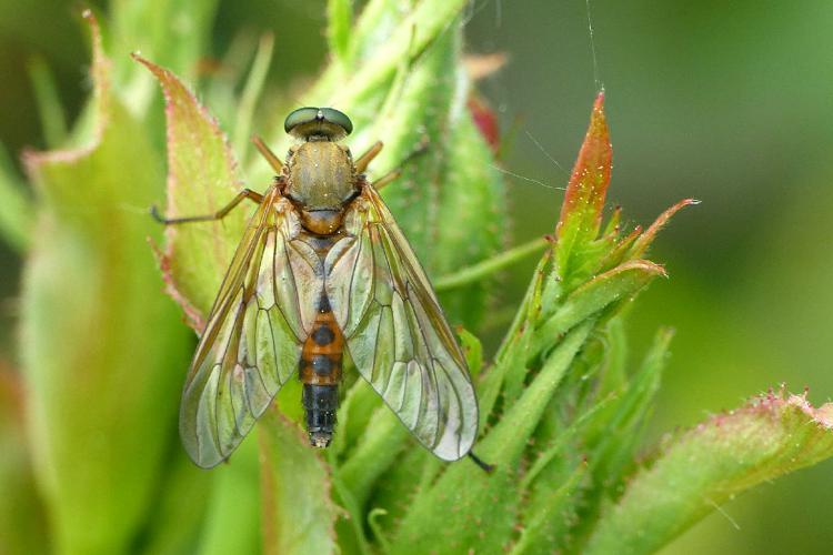 Leptis pointillé (Rhagio tringarius) © Morvan Debroize