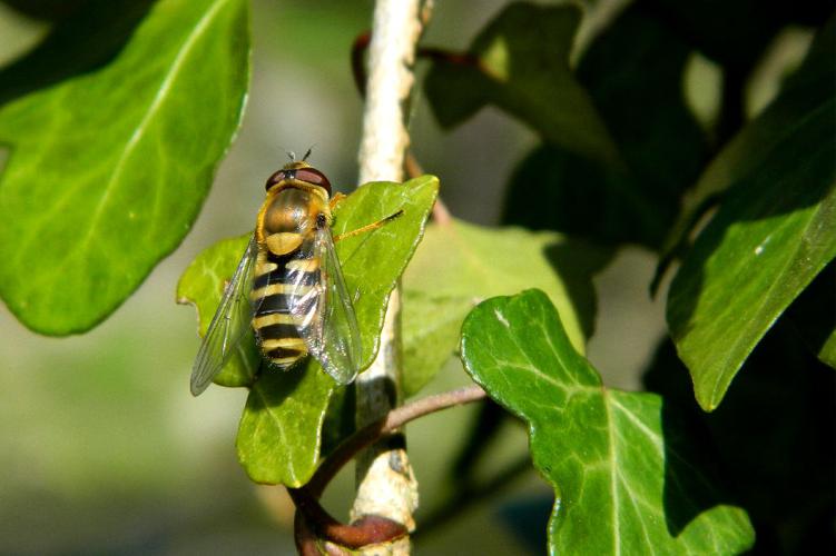 Syrphe du groseillier (Syrphus ribesii), femelle © Morvan Debroize