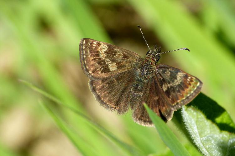 Point-de-Hongrie (Erynnis tages) © Morvan Debroize