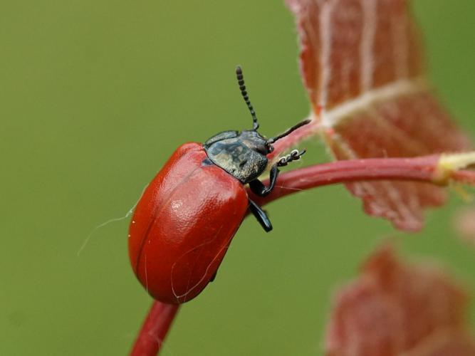 Chrysomèle du peuplier (Chrysomela populi) © Sylvain Montagner