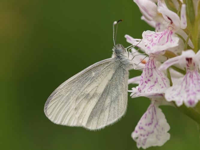 Piéride de la moutarde (Leptidea sinapis) © Sylvain Montagner