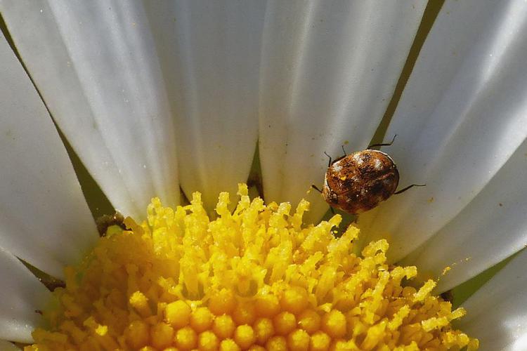 Anthrène du bouillon blanc (Anthrenus verbasci) © Morvan Debroize