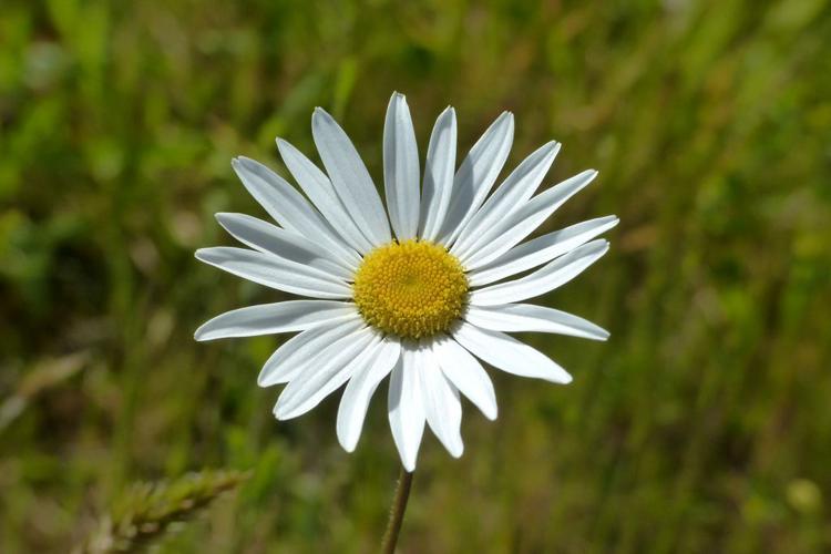 Marguerite commune (Leucanthemum vulgare) © Morvan Debroize