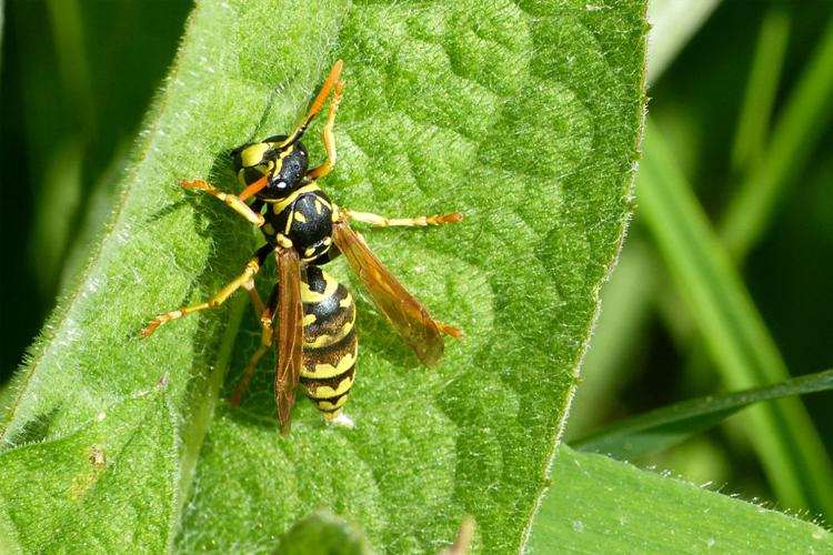 Poliste gaulois (Polistes dominula) © Morvan Debroize