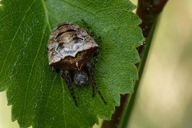 Épeire à bosses (Gibbaranea bituberculata) © Morvan Debroize