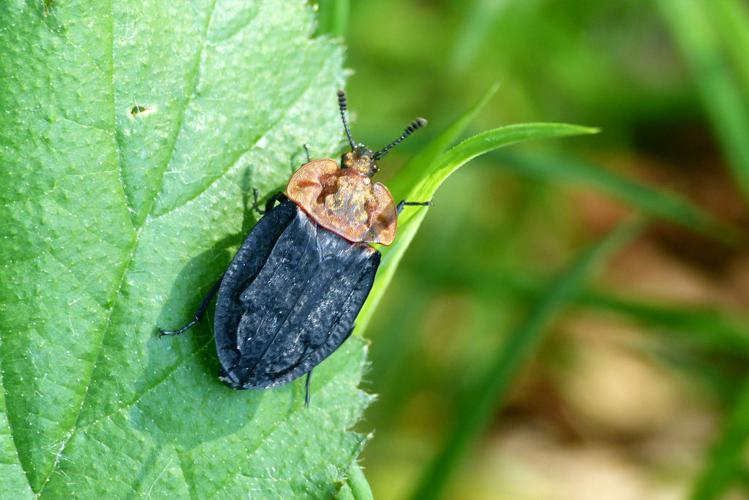 Silphe à corselet orange (Oiceoptoma thoracicum) © Morvan Debroize