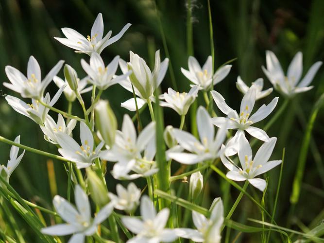 Dame-d'onze-heures (Ornithogalum divergens) © Sylvain Montagner