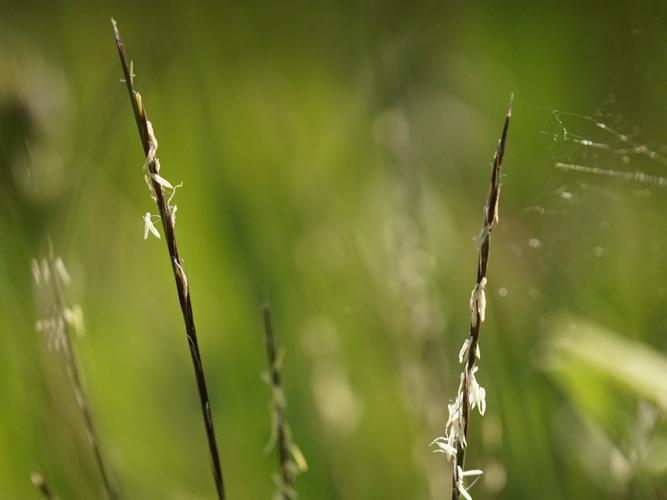 Nard raide (Nardus stricta) © Sylvain Montagner