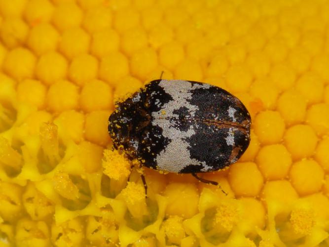 Anthrène (Anthrenus gr. pimpinellae) sur fleur de Marguerite © Sylvain Montagner