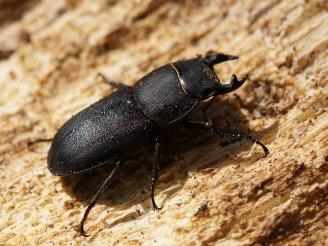 Petite Biche (Dorcus parallelipipedus), mâle © Sylvain Montagner