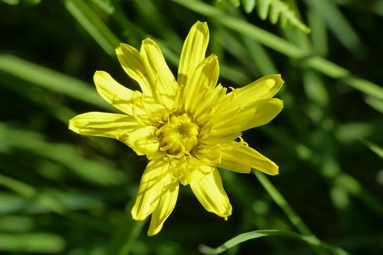 Scorsonère des prés (Scorzonera humilis), fleur © Morvan Debroize